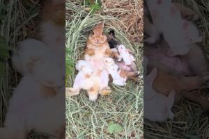 可愛的小狗與小兔子們。Cute puppies and bunnies. かわいい子犬とウサギ。 #bunny #rabbit #kelinci #pets