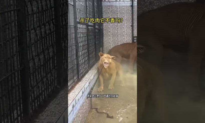 杀了吃肉的感觉不是很好吗？#animal #animalrescue #animallover #rescue #lion