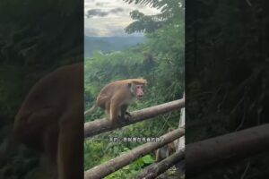 猴子反应 😰 #animal #animalrescue #animallover #rescue #monkey