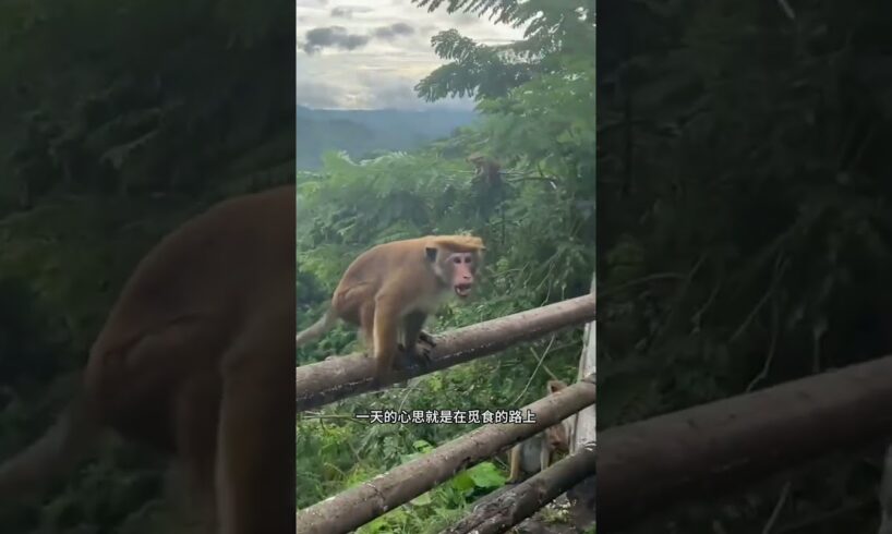 猴子反应 😰 #animal #animalrescue #animallover #rescue #monkey