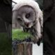 關於貓頭鷹，你了解多少？#animal #animalrescue #animallover #rescue #owl