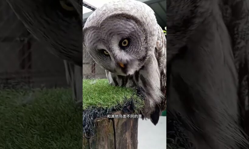 關於貓頭鷹，你了解多少？#animal #animalrescue #animallover #rescue #owl