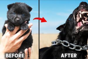 10 Cute Puppies That Grow Into Fearsome Dogs