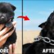 10 Cute Puppies That Grow Into Fearsome Dogs