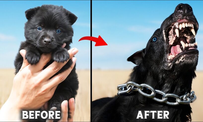 10 Cute Puppies That Grow Into Fearsome Dogs