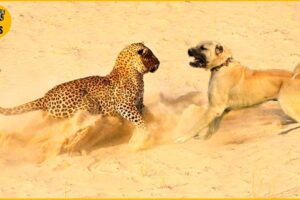 15 Moments Dogs Fight Fiercely With Leopards | Animals Fights