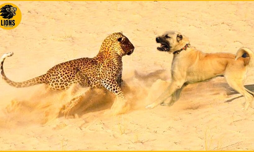 15 Moments Dogs Fight Fiercely With Leopards | Animals Fights