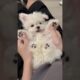 cute puppies funny moment cute overload ❤️#hellomochi #shorts #dog #funnydogs #funnyanimals #bichon