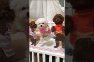 cute puppies funny moment cute overload ❤️#hellomochi #shorts #dog #funnydogs #funnyanimals #bichon