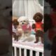 cute puppies funny moment cute overload ❤️#hellomochi #shorts #dog #funnydogs #funnyanimals #bichon