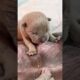 Cute Puppies Drinking Breast Milk #puppy #cutepuppy #puppyvideos