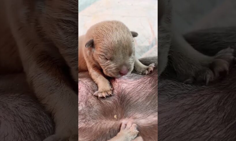 Cute Puppies Drinking Breast Milk #puppy #cutepuppy #puppyvideos