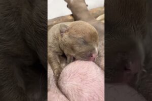 cute Puppies Drinking Breast Milk #cutepuppy #puppy #doglovers