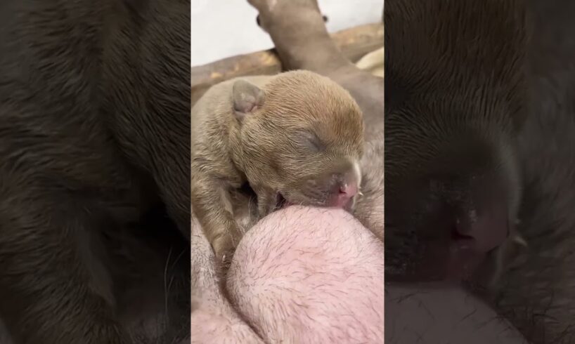 cute Puppies Drinking Breast Milk #cutepuppy #puppy #doglovers