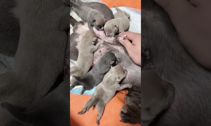 Cute Puppies Drinking Breast Milk #puppy #cutepuppy #puppyvideos