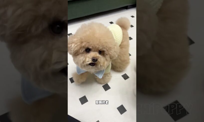 cute puppies funny moment cute overload ❤️#hellomochi #shorts #dog #funnydogs #funnyanimals #bichon