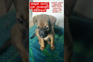 Baby Dogs❤Cute puppies මනුදමි පිරැණු අය එකතුවෙමු🙏❤ #shorts #trending #dog #love