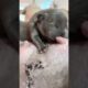 Cute Puppies Drinking Breast Milk #puppy #cutepuppy #puppyvideos