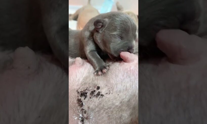 Cute Puppies Drinking Breast Milk #puppy #cutepuppy #puppyvideos