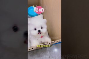 cute puppies funny moment cute overload ❤️#hellomochi #shorts #dog #funnydogs #funnyanimals #bichon