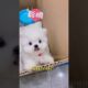 cute puppies funny moment cute overload ❤️#hellomochi #shorts #dog #funnydogs #funnyanimals #bichon