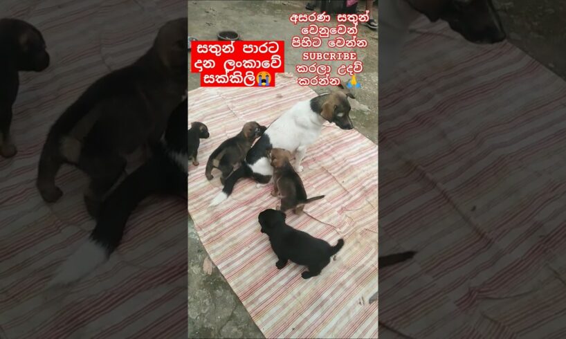 Baby Dogs❤Cute puppies මනුදමි පිරැණු අය එකතුවෙමු🙏❤ #shorts #trending #dog #love