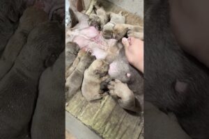 cute Puppies Drinking Breast Milk #cutepuppy #puppy #doglovers