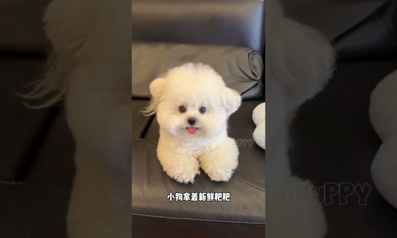 cute puppies funny moment cute overload ❤️#hellomochi #shorts #dog #funnydogs #funnyanimals #bichon