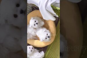 cute puppies funny moment cute overload ❤️#hellomochi #shorts #dog #funnydogs #funnyanimals #bichon