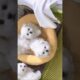 cute puppies funny moment cute overload ❤️#hellomochi #shorts #dog #funnydogs #funnyanimals #bichon