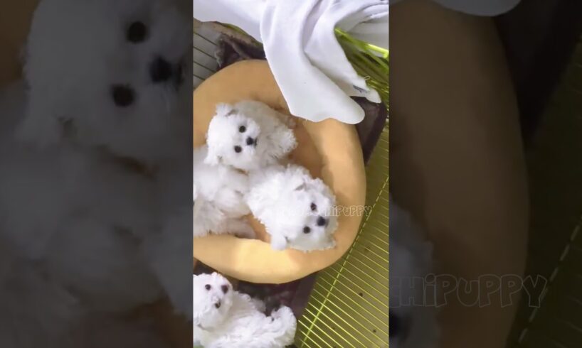 cute puppies funny moment cute overload ❤️#hellomochi #shorts #dog #funnydogs #funnyanimals #bichon