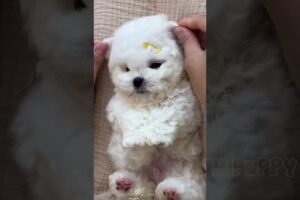 cute puppies funny moment cute overload ❤️#hellomochi #shorts #dog #funnydogs #funnyanimals #bichon