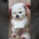 cute puppies funny moment cute overload ❤️#hellomochi #shorts #dog #funnydogs #funnyanimals #bichon