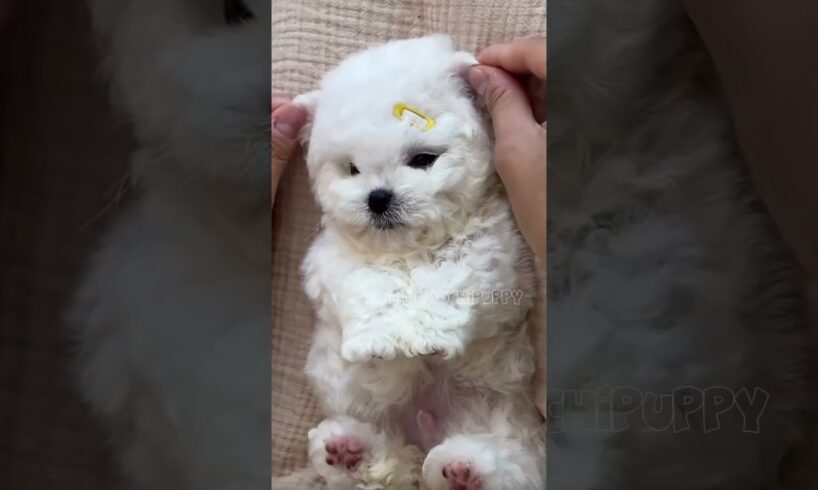 cute puppies funny moment cute overload ❤️#hellomochi #shorts #dog #funnydogs #funnyanimals #bichon