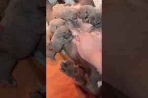 Cute Puppies Drinking Breast Milk #puppy #cutepuppy #puppyvideos