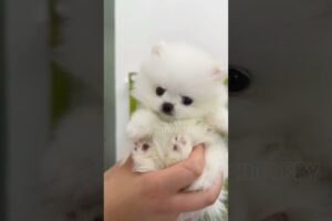 cute puppies funny moment cute overload ❤️#hellomochi #dog #bichon