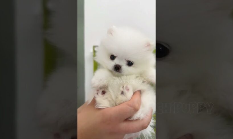 cute puppies funny moment cute overload ❤️#hellomochi #dog #bichon