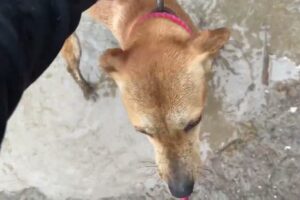 2 more Chained Dogs Living in Hell Need My Help - Takis Shelter