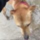 2 more Chained Dogs Living in Hell Need My Help - Takis Shelter