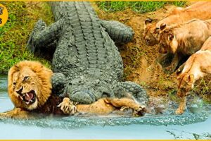 30 Times Crocodiles And Alligators Faced Unstoppable Opponents | Animal Fights