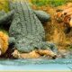 30 Times Crocodiles And Alligators Faced Unstoppable Opponents | Animal Fights