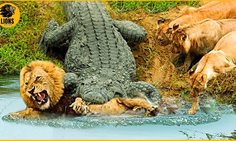 30 Times Crocodiles And Alligators Faced Unstoppable Opponents | Animal Fights