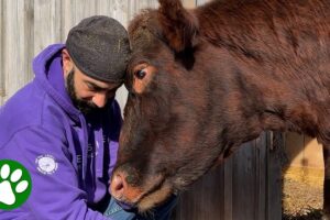 30 minutes of heartwarming animal rescues