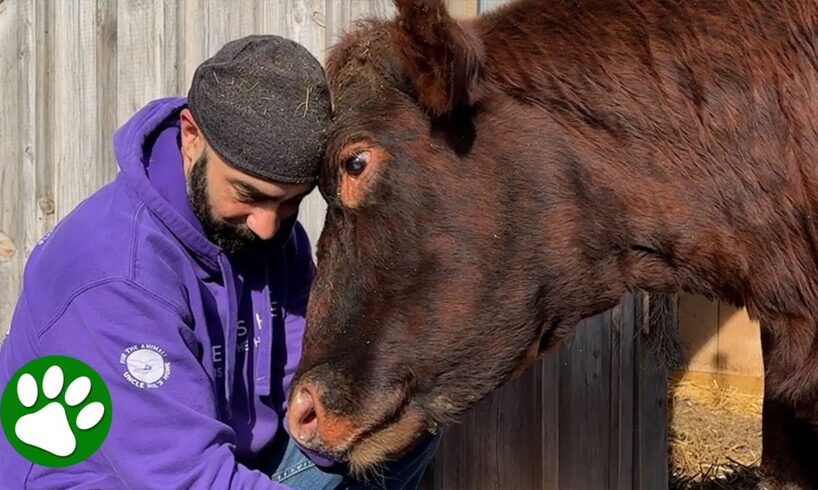 30 minutes of heartwarming animal rescues