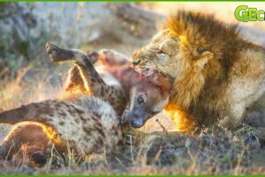 35 Crazy Moments! Injured Hyena Fights Wild Animals | Animal Fight