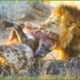 35 Crazy Moments! Injured Hyena Fights Wild Animals | Animal Fight