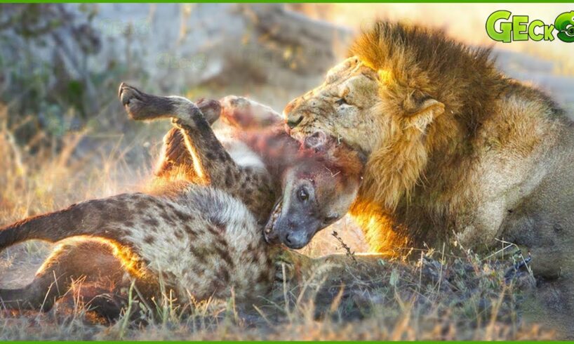 35 Crazy Moments! Injured Hyena Fights Wild Animals | Animal Fight