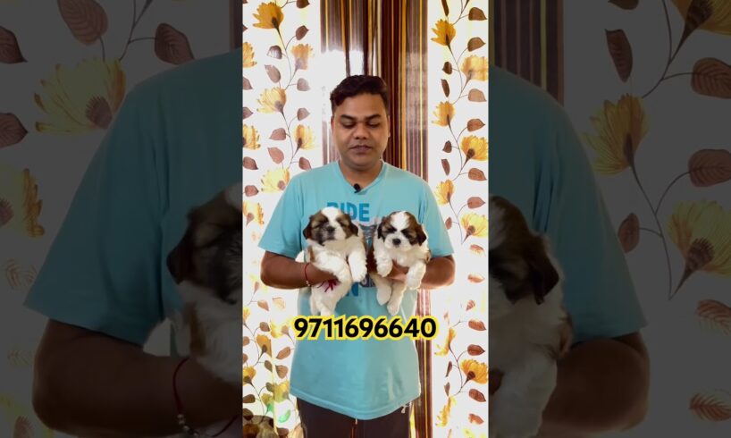 😳😱4000 Price Dwon Extraordinary Quality Shih tzu Puppies  /Shih tzu puppies price in India