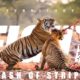 4K | Caught on Camera | Tiger Territory Fight | Animal Fight - Tadoba Tiger Reserve #viral