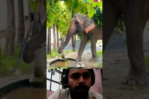 5 जी हाथी😱😎👌#handpump #water #hungry #forest #animal #shorts #viral #subscribe 😳